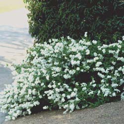 Exochorda macrantha The Bride